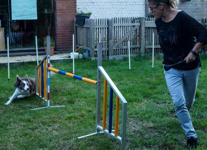 wat je kan leren over teamwork door hondenagility